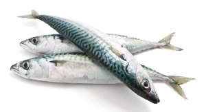 Mackerel