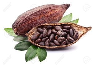 Cacao (Cocoa)